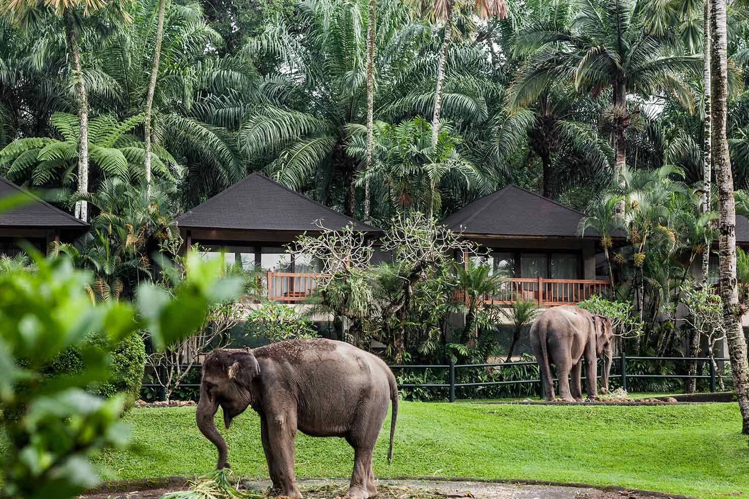 Mason Elephant Park Dan Lodge Wajib Dikunjungi Oleh Anda