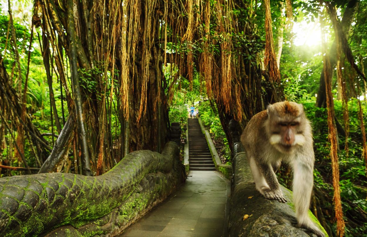 Ubud Monkey Forest Bali, Wisata Wajib Saat Berkunjung ke Bali