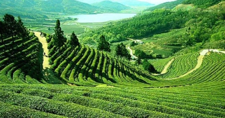 Kegiatan Asik dan Menarik di Perkebunan Teh Sukawana di Lembang