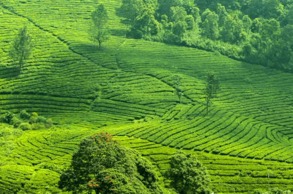Wisata Puncak Bogor, Dekat Ibu Kota dan Akses Mudah 3 Agro Wisata Gunung Mas