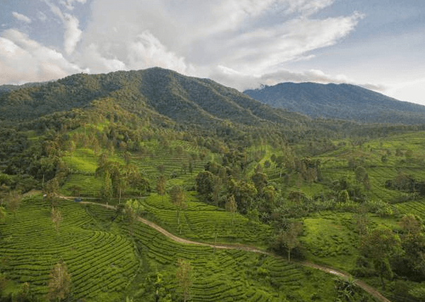 Wisata Puncak Bogor, Dekat Ibu Kota dan Akses Mudah