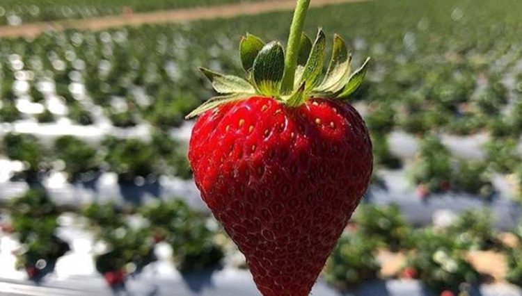 Ayo Ke Tawangmangu! Menikmati Keindahan Hamparan Kebun Strawberry Tawangmangu Karanganyar Bersama Keluarga