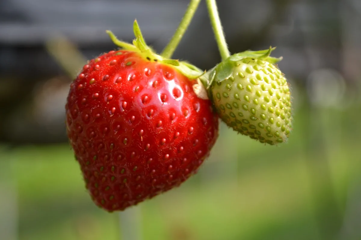 4 Destinasi Wisata Tawangmangu Strawberry yang Wajib Dikunjungi