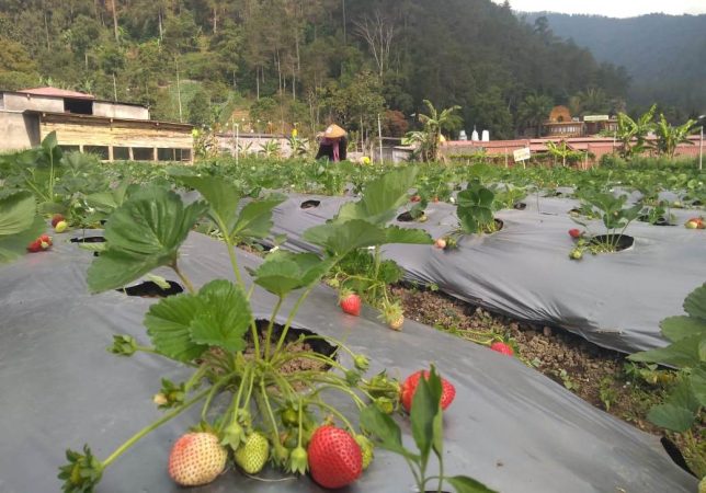 Agro Wisata Terbaik Kebun Buah Strawberry Tawangmangu