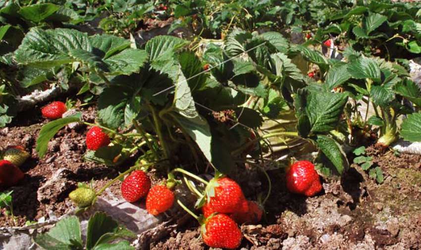 Kebun Strawberry Tawangmangu