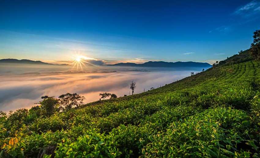 Kebun Teh Kemuning