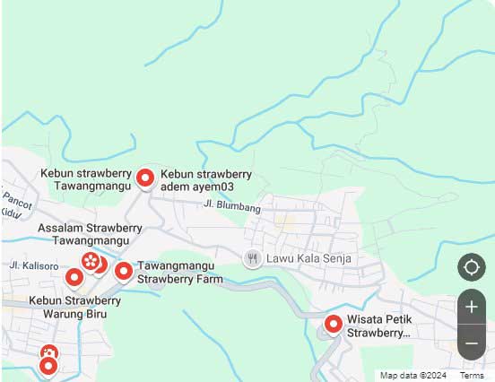 Lokasi Kebun Strawberry Tawangmangu