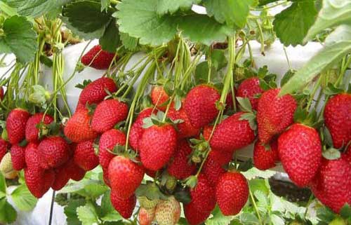 Membeli di Kebun Strawberry